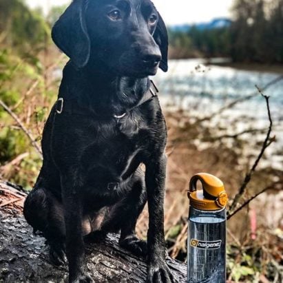 Dog sitting on a rock next to 24oz On-The-Fly Lock-Top Bottle