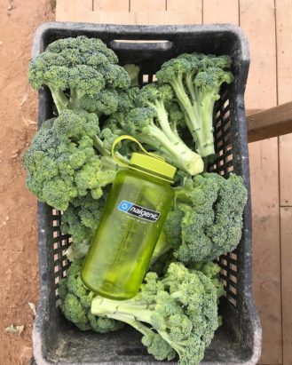 32 oz. Wide Mouth Bottle - Spring Green sitting on top of a basket of broccoli
