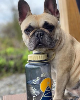 Dog sitting with his chin on top of 32 oz. Wide Mouth Bottle - Gray