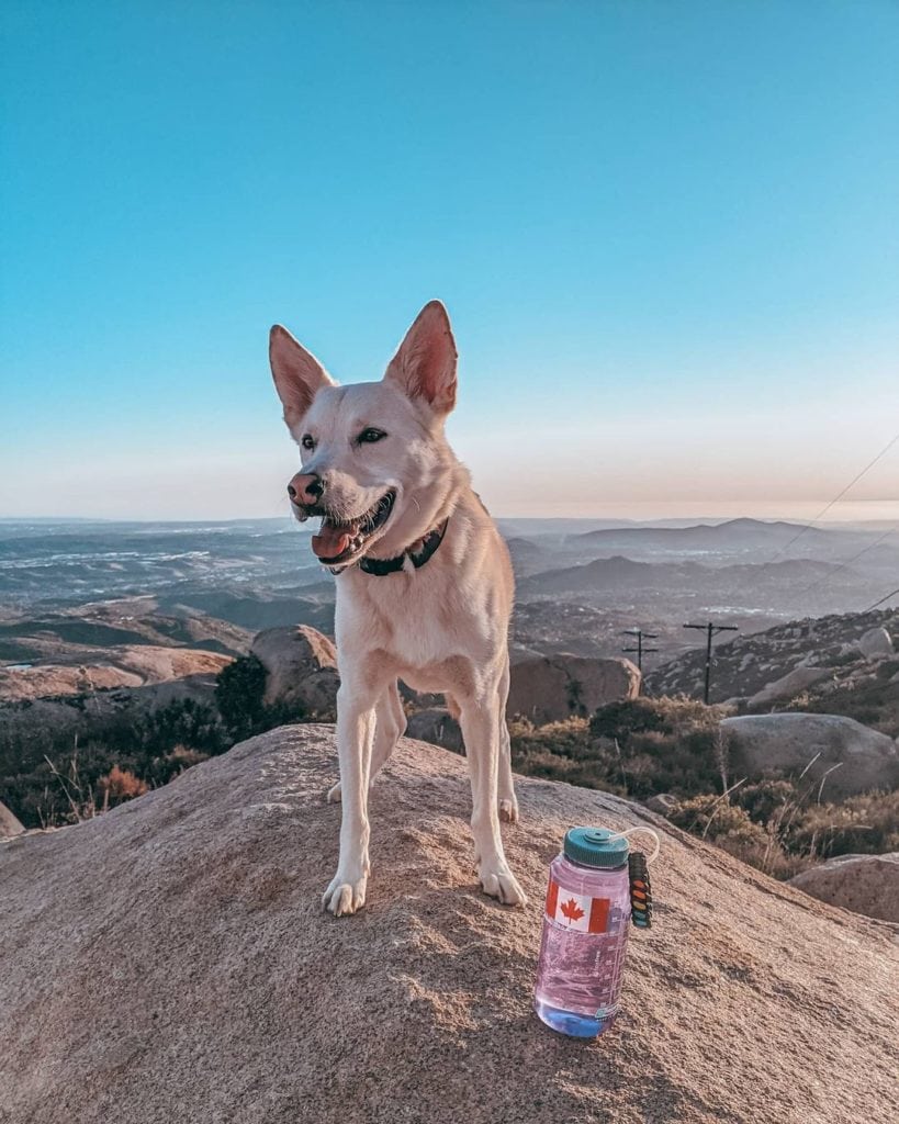 A white dog stands on a rock next to a water bottle with mountains and sky in the background.