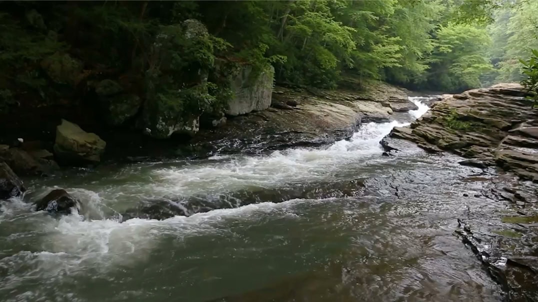 stream in the woods